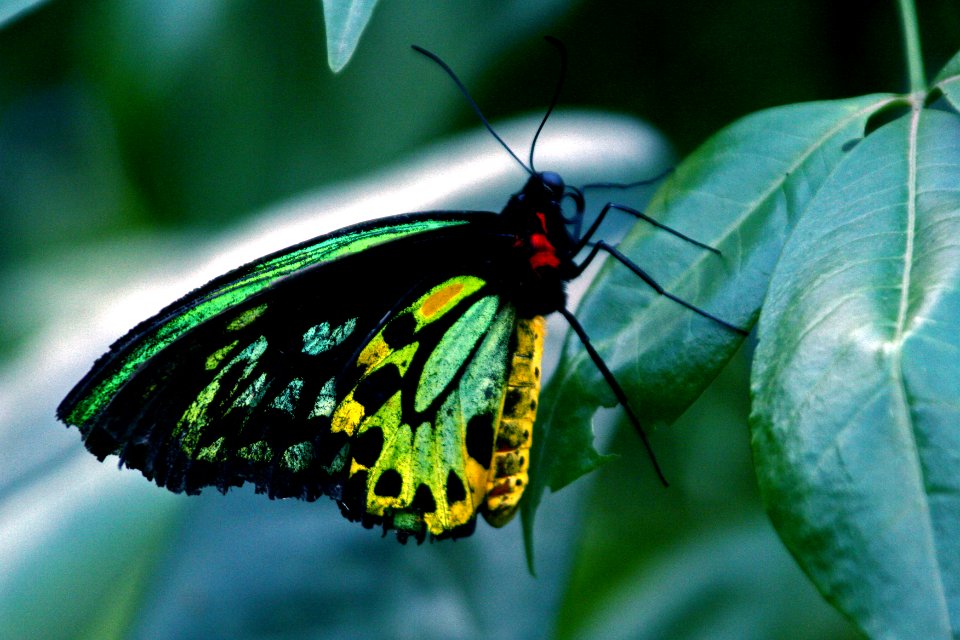 Yellow, Green, Cairns birdwing