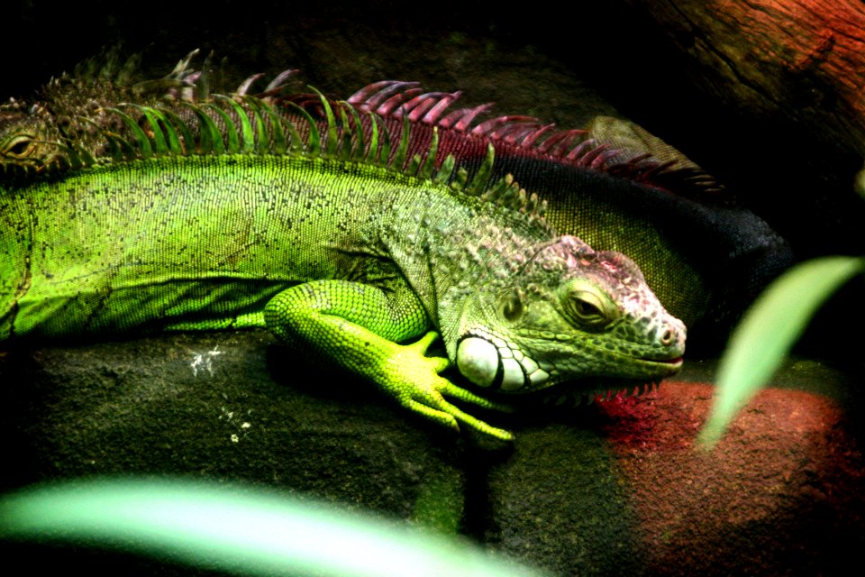 Lizard, Animal, Nature