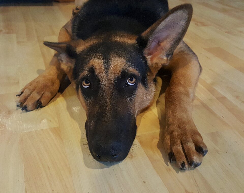 Canine puppy purebred