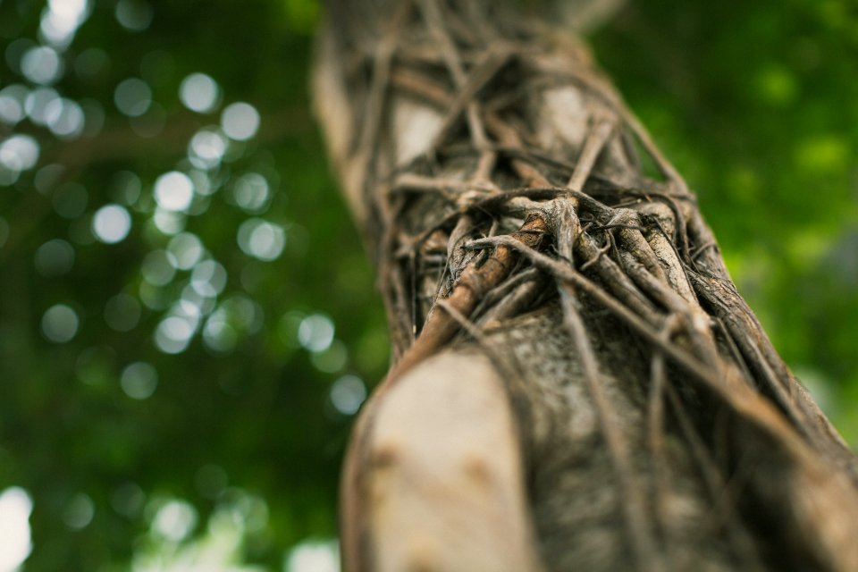 Workiva, Nature, Vines