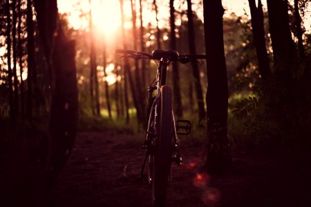 bicycle between trees in sunset photo