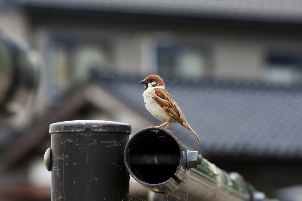 Wild birds wild animal natural photo