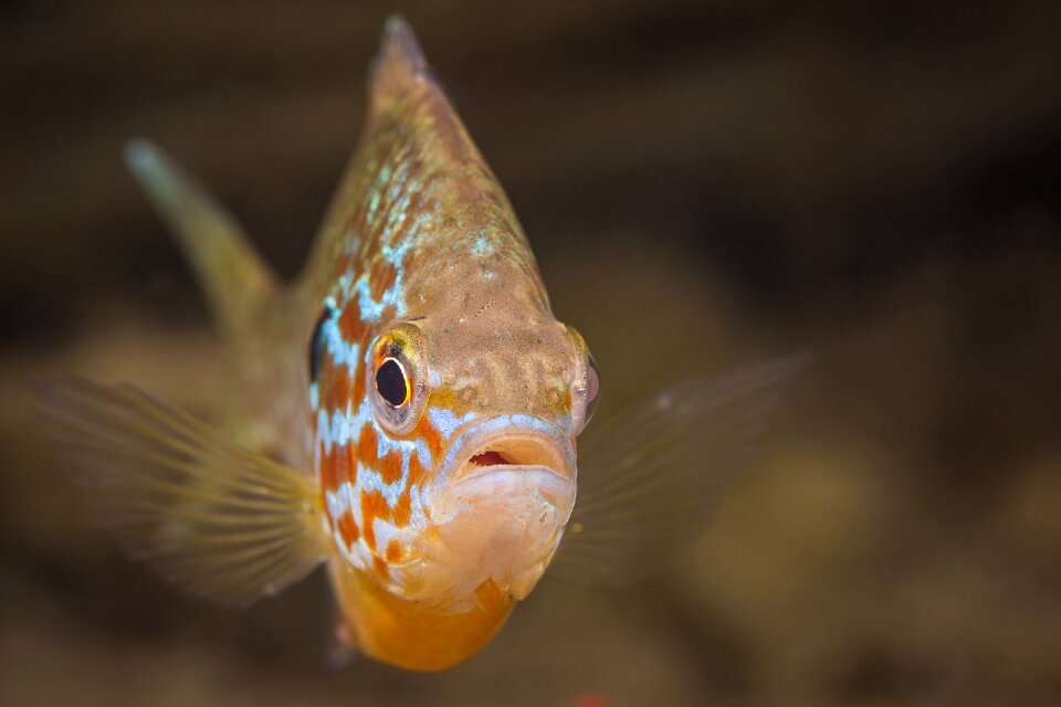 Diving macro nature