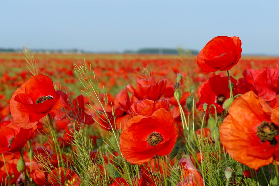 Flowers red fields