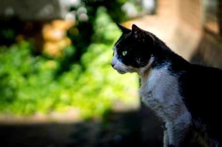 Seville, Spain, Puss