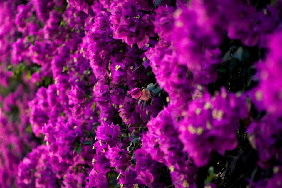 Seville, Spain, Flourish
