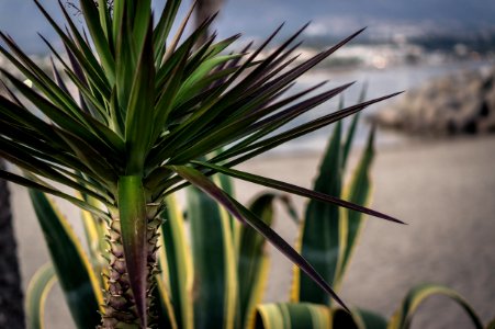 Spain, Marbella, Plants