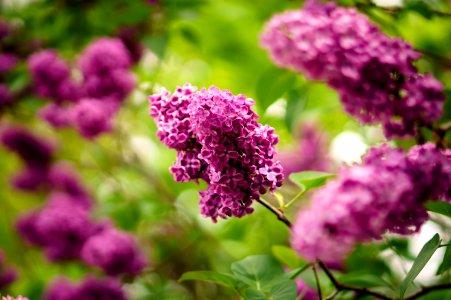 closeup photo of purple petaled flower photo