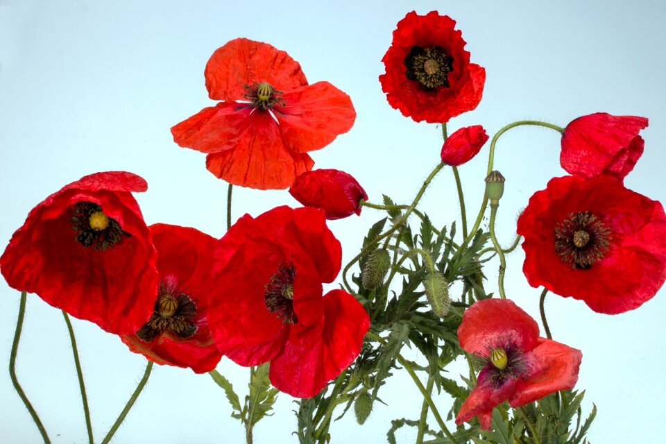 Macro red poppy flower