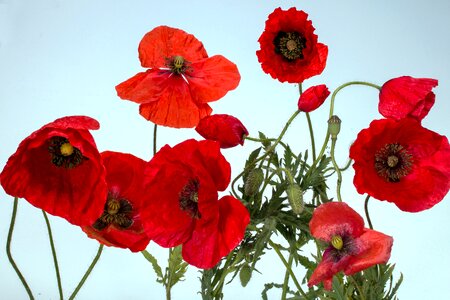 Macro red poppy flower
