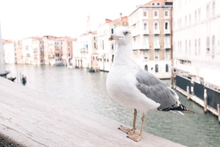 Venedig, Italien, Sea photo