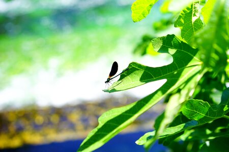 Leaf insect animal photo