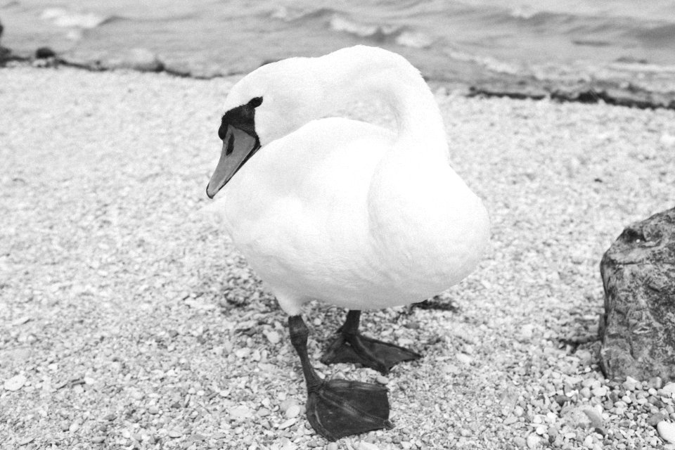 Sirmione, Italien, Animal