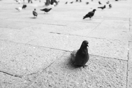 Markusplatz, Venezia, Italien photo