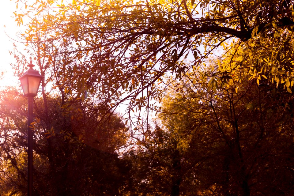 Autumn, Sun, Sunset