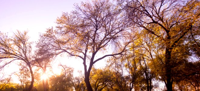 Light, Sunset, Forest