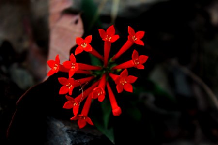 Forest, Red, Flower