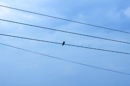 Cable, Sky, Bird photo