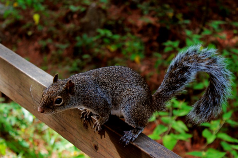 Nature, Animal, Forest