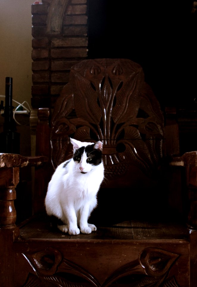 Alone, Chair, Pet