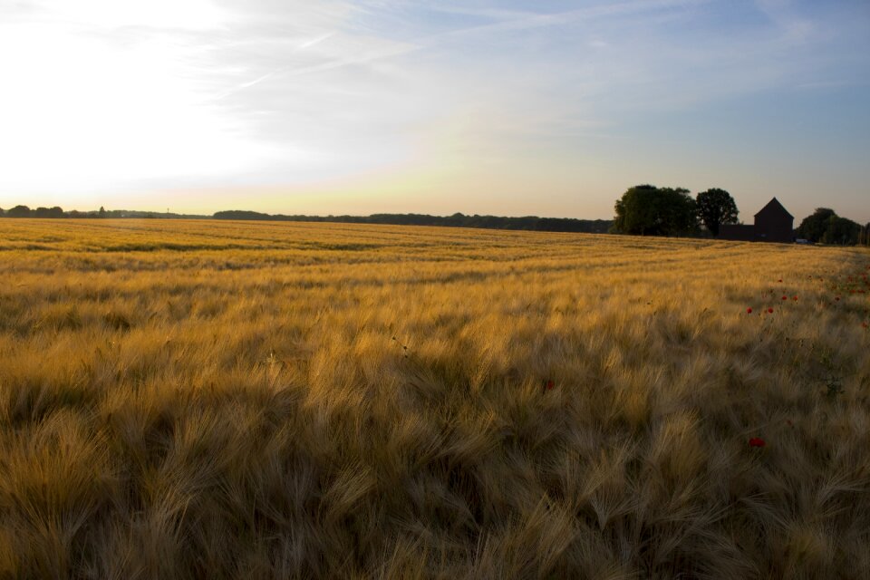 Field crops agriculture grain