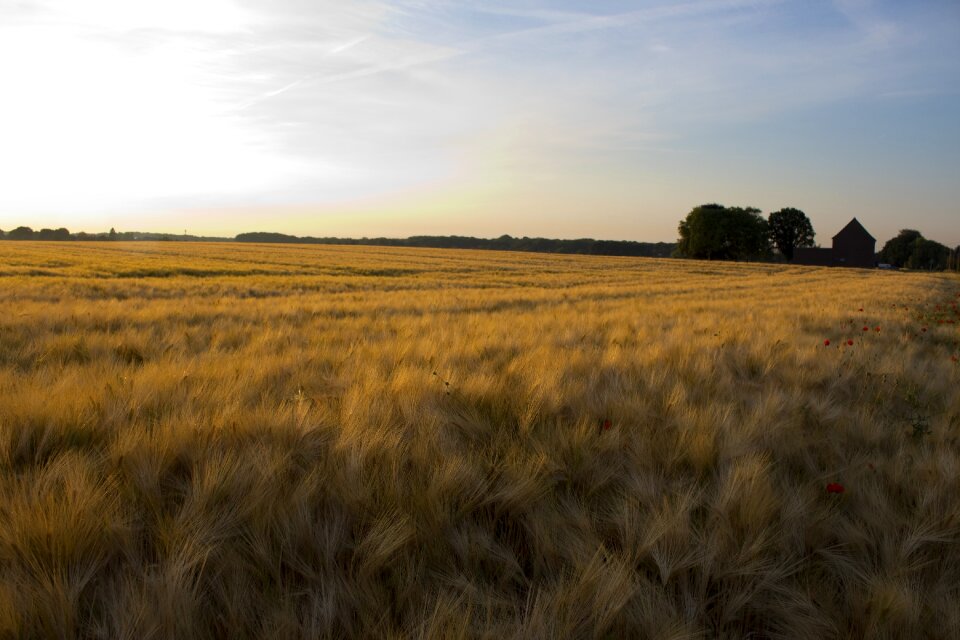 Field crops agriculture grain photo