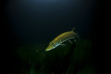 Underwater dive fish