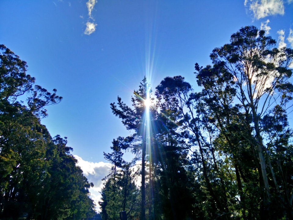 Hoskyns road, Kirwee, New zeal