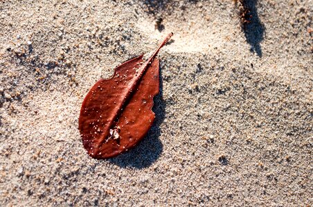Beach summer sea