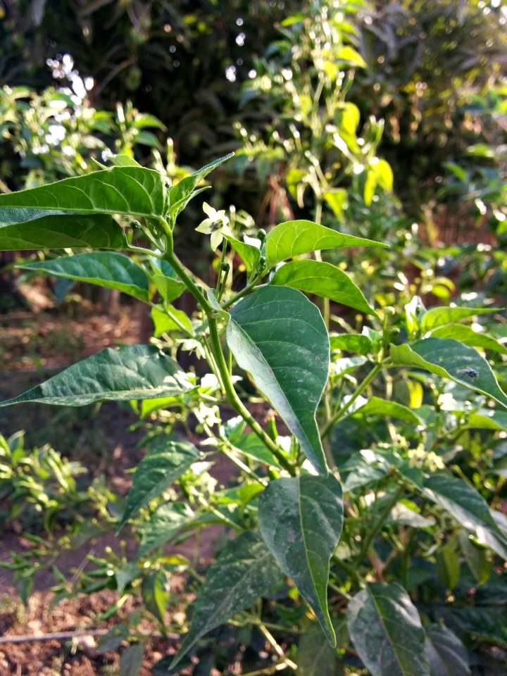 Chiclayo, Peru, Nature