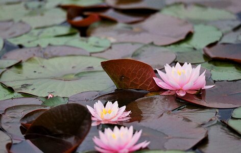 Lotus aquatic plants lotus flower