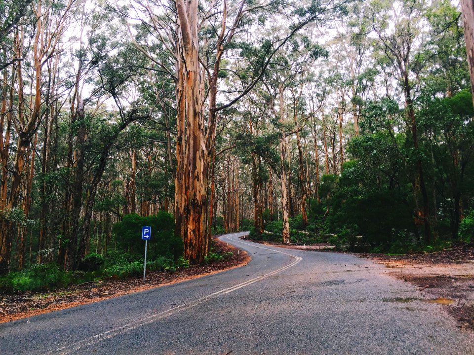 Australia, Witchcliffe, Western australia