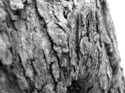 Black  white, Wood, Macro