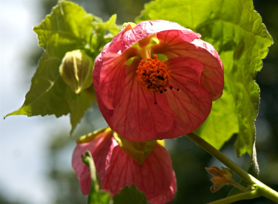 Deck pink flower