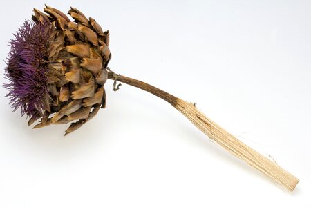 Thistle thistle flower dried