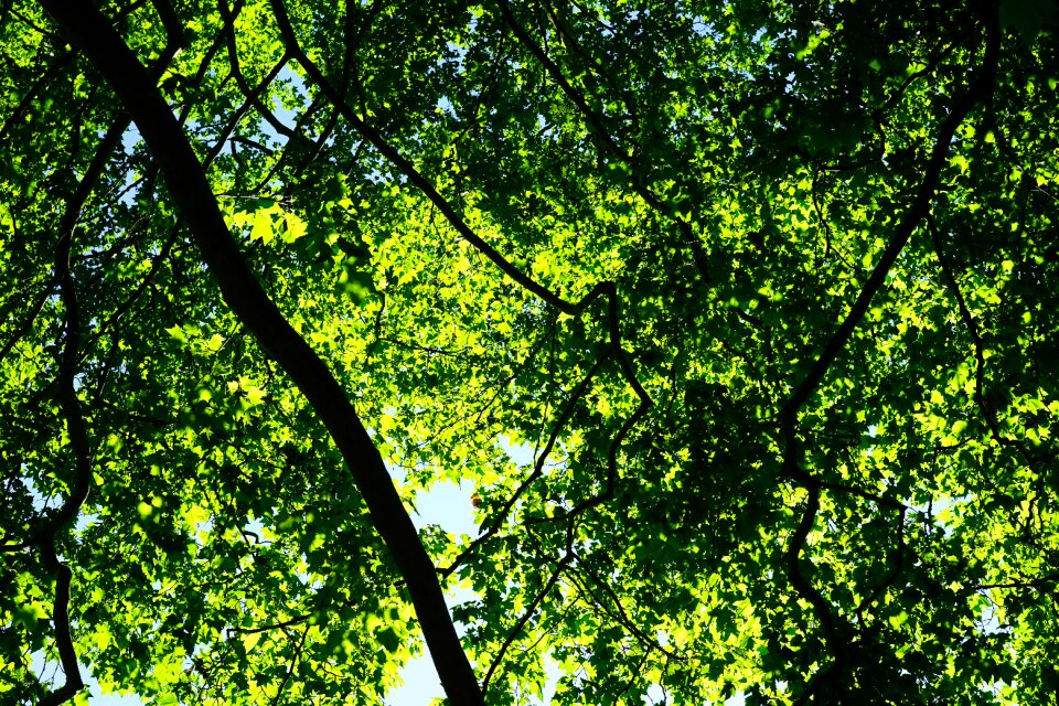 Trees spring summer photo