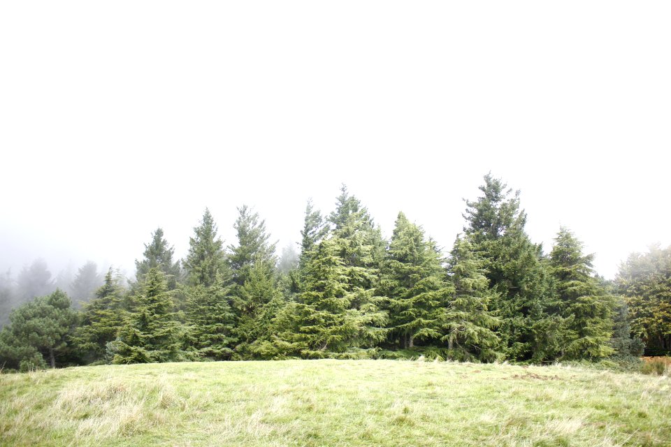 Mountain, Green, Fog