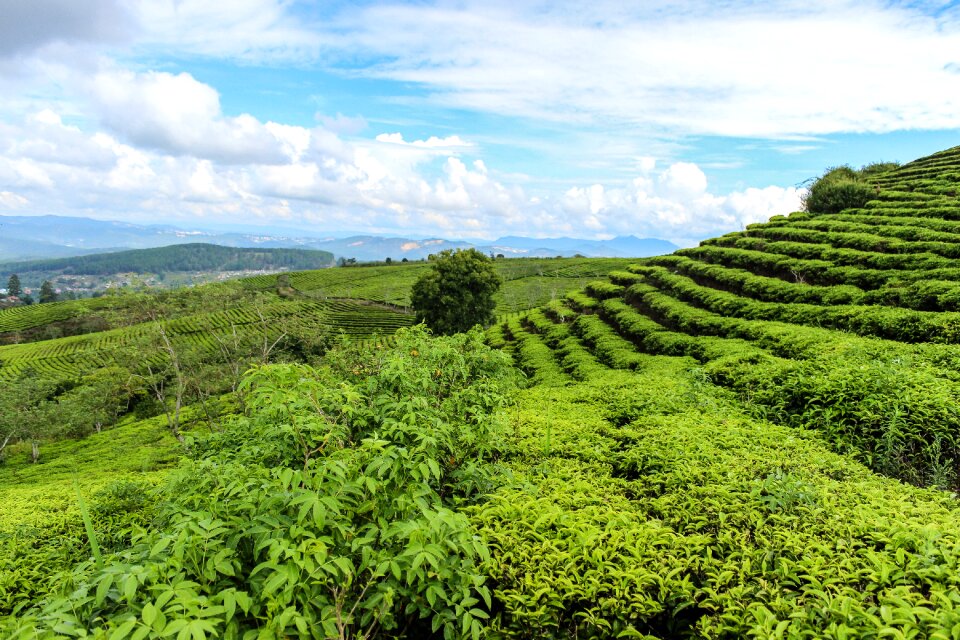 Vietnam dalat lam dong privice