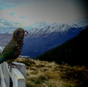 Mount aspiring national park, South isl, New zeal