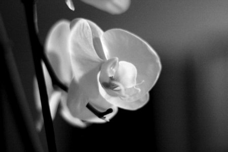 Boston, United states, Orchid