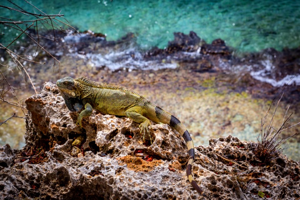 Bonaire, Caribbean netherl, Iguana