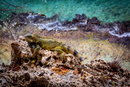 Bonaire, Caribbean netherl, Iguana