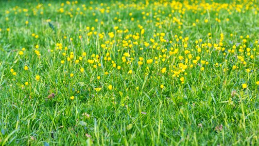 Green, Grass, Flowers