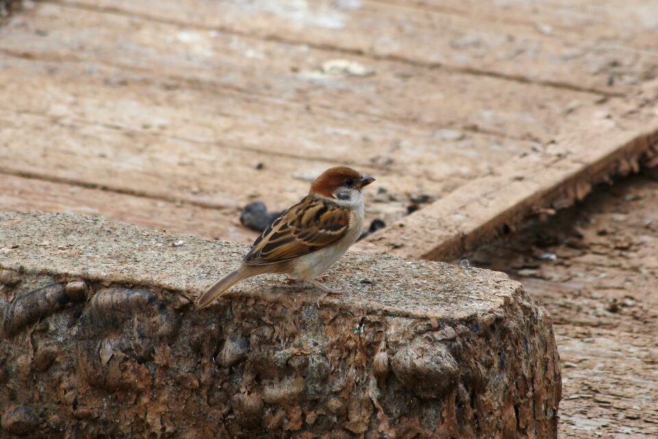 Wild birds wild animal natural photo