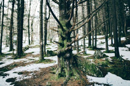 Roan mountain, United states, Adventure photography photo