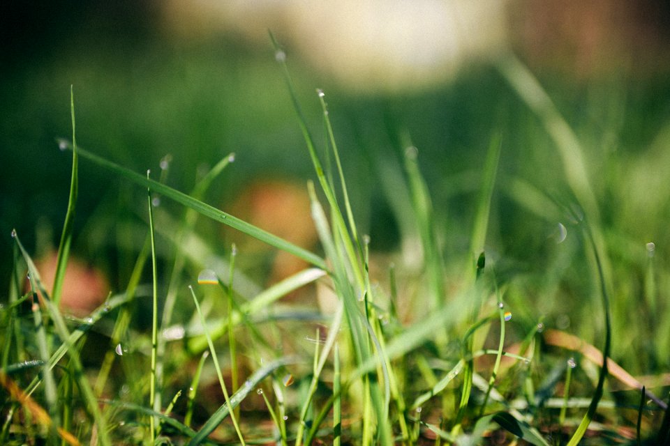 Belarus, Dew, Morning
