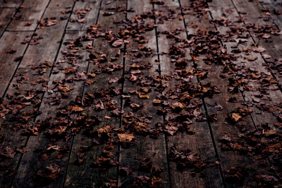 brown leaves on wooden floor