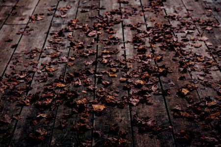 brown leaves on wooden floor photo