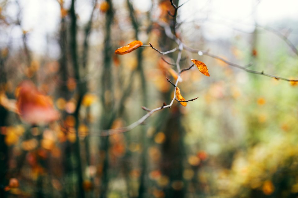 Belarus, Autumn, Forest