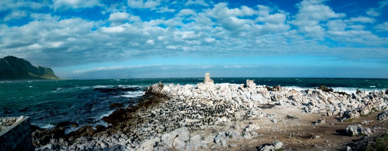 South africa, Western cape, Penguins photo